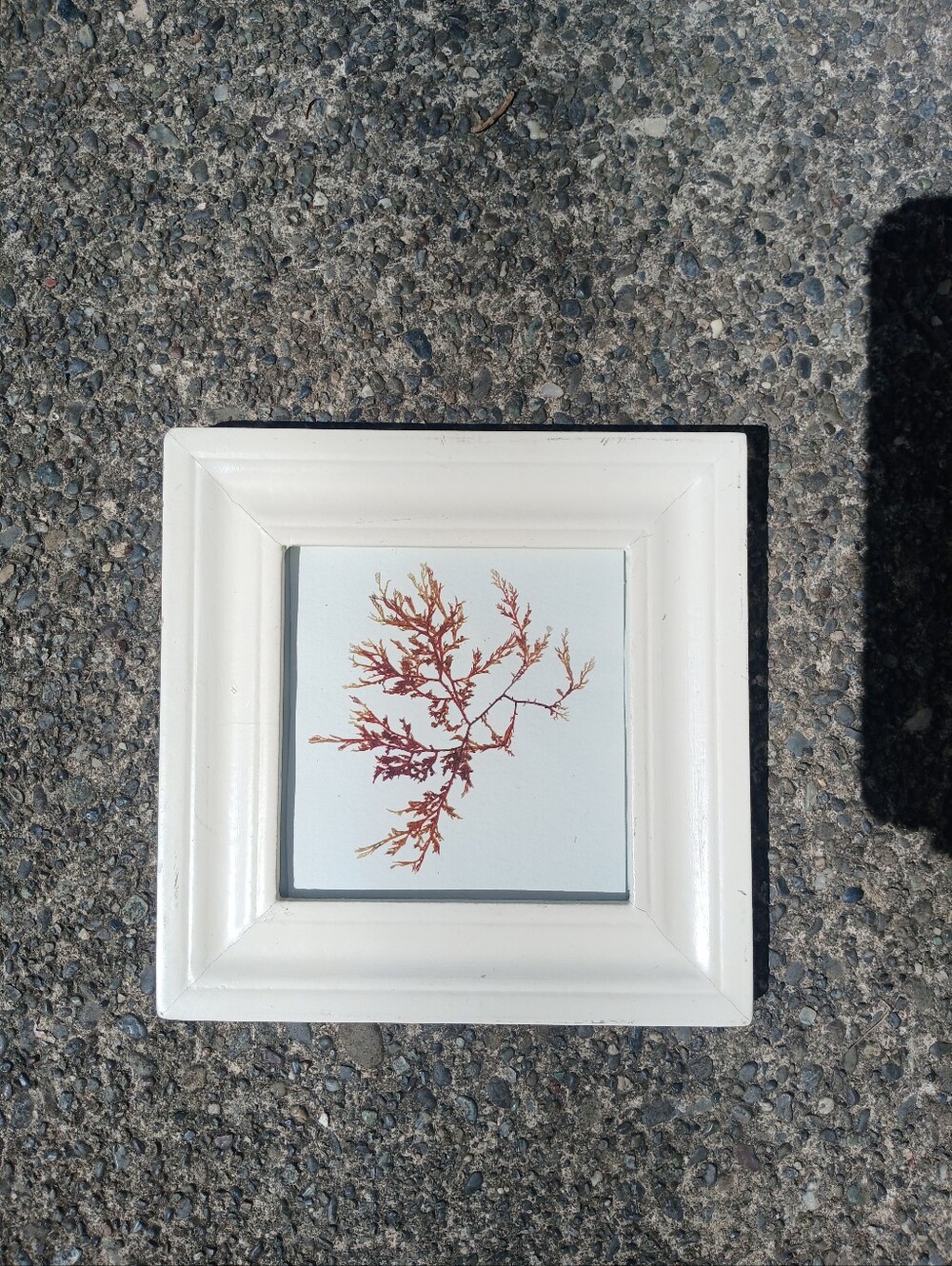 White Framed Botanical Wall Art - Rust Colored Seaweed Pressing
